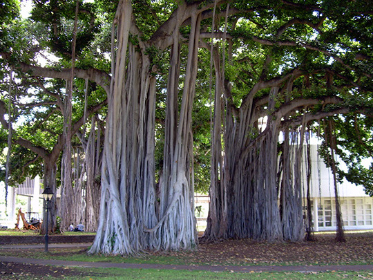 hawaii_053